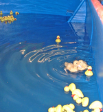 Entchen im rollenden Meer